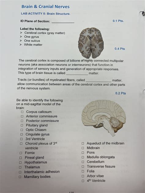 brain and cranial nerves lab answers