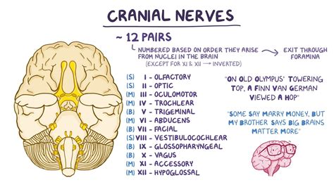 Brain And Cranial Nerves Study Guides