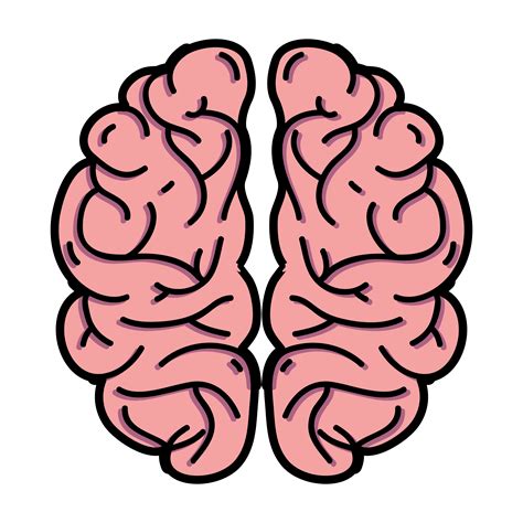 brain illustration vector