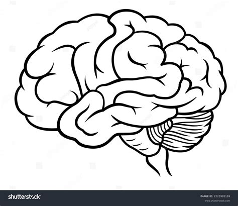 Brain Image Drawing