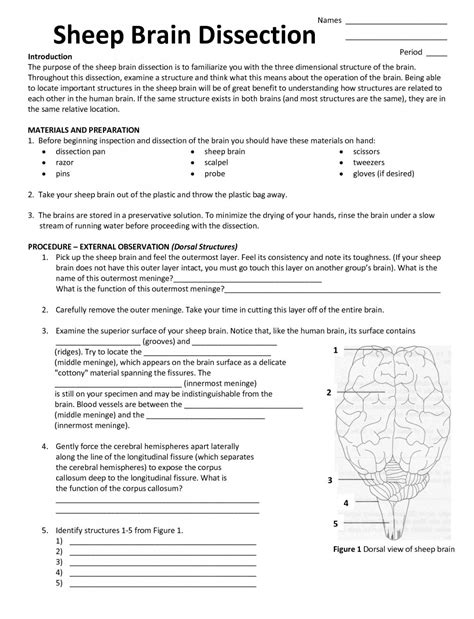 Brain Lab Worksheet Brain Lab Worksheet Answers - Brain Lab Worksheet Answers