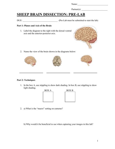 Brain Lab Worksheet Mdash Excelguider Com Label The Brain Worksheet Answers - Label The Brain Worksheet Answers