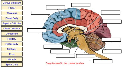 Brain Label Remote The Biology Corner Structure Of The Brain Worksheet Answers - Structure Of The Brain Worksheet Answers