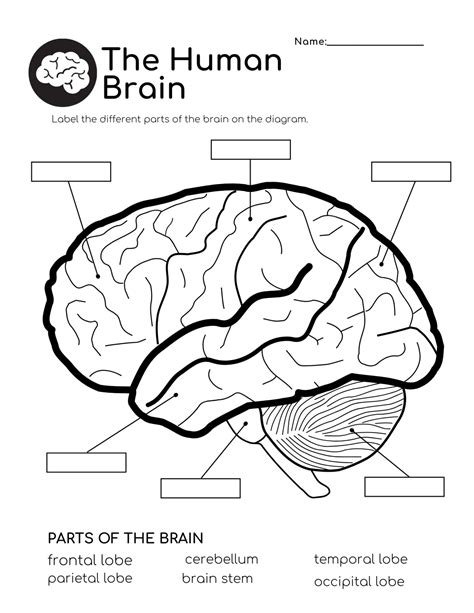 Brain Labeling Mdash Printable Worksheet Labeling The Brain Worksheet - Labeling The Brain Worksheet