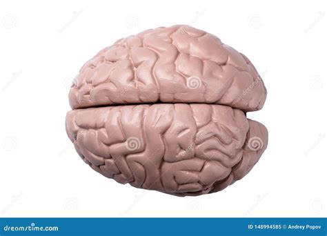 Brain Model Plastic