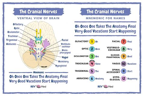 Brain Nerves Mnemonic