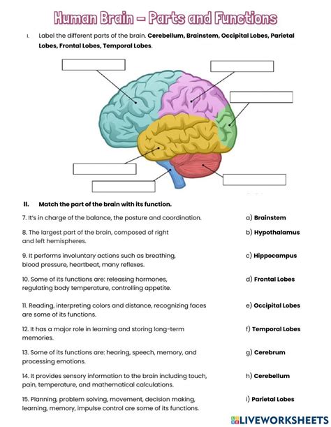 Brain Structure And Function Worksheet