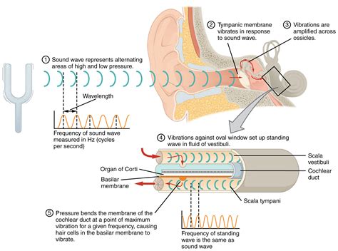 Brain Waves Travel In One Direction When Memories Science Antonym - Science Antonym