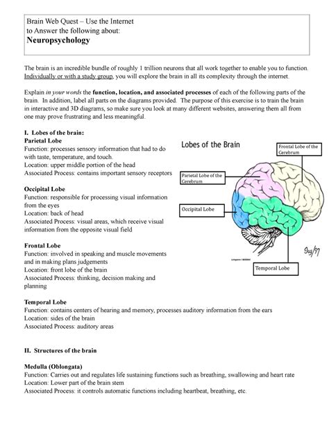 Brain Webquest Answers
