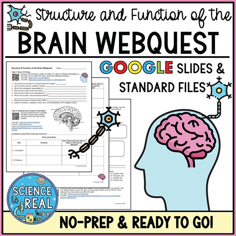 brain webquest neuroscience for kids answers