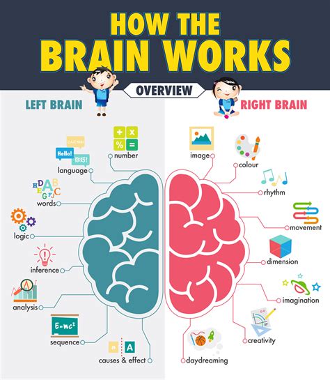 brain works
