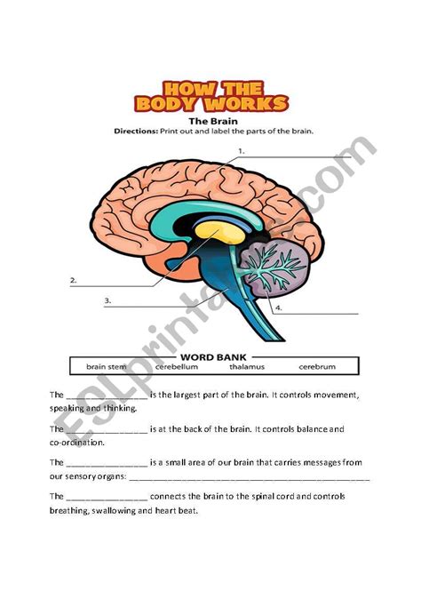 Brain Worksheet 2023 Bernheimandschwartz Com Label The Brain Worksheet Answers - Label The Brain Worksheet Answers