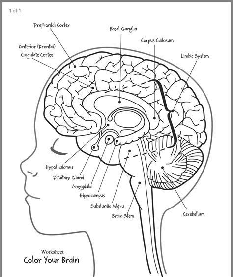 Brain Worksheet 2023 Bernheimandschwartz Com Labeling The Brain Worksheet - Labeling The Brain Worksheet