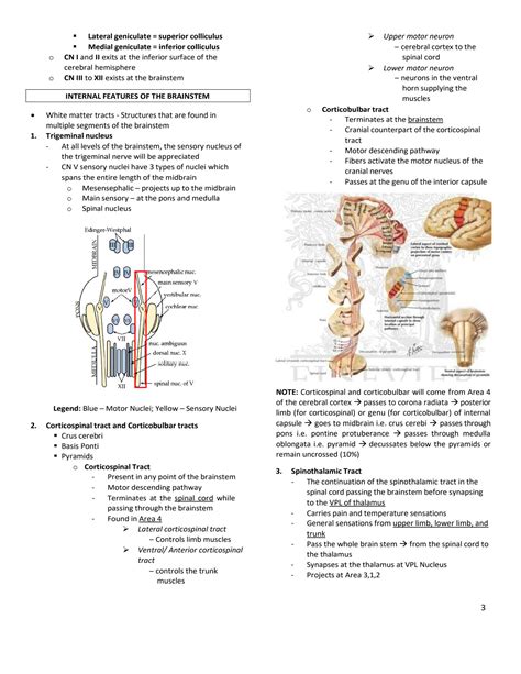 Download Brain And Cranial Nerves Study Guides 