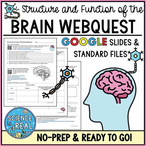 Read Brain Webquest Neuroscience For Kids Answers 