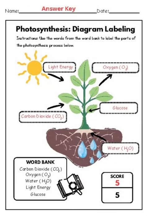 Brainpop Photosynthesis Answer Key