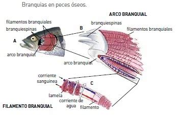 branquias - sanditon