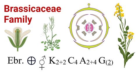 Brassicaceae Floral Formula