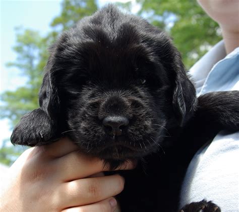 braytoncreek newfoundlands