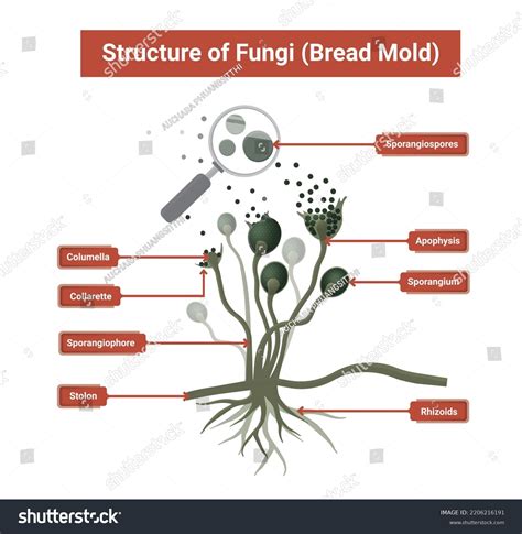 Bread Mould Diagram