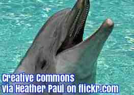 Breaking News English Sentence Jumble Dolphin Tourism 10 Sentences About Dolphin - 10 Sentences About Dolphin