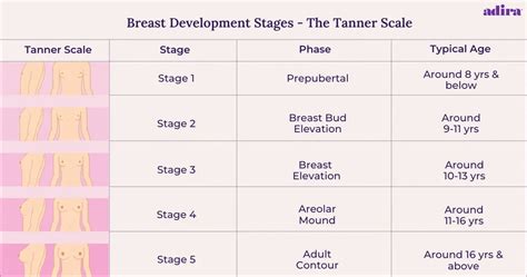 breast development know the 5 stages