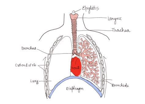Breathing System Diagram