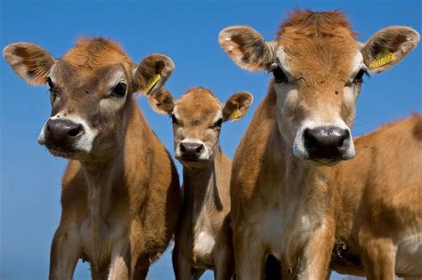 Breeding Jersey Cows