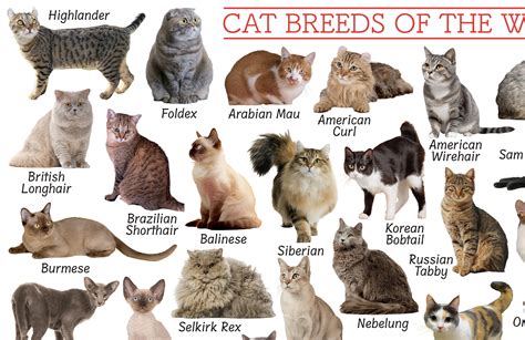 Breeds Of Cats Chart