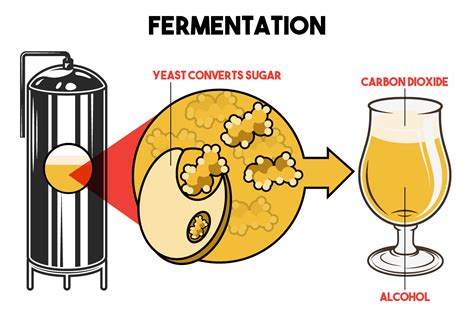 brewing yeast and fermentation