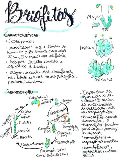 Briófitos E Pteridófitos
