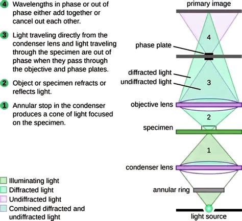 Bright Field Microscope