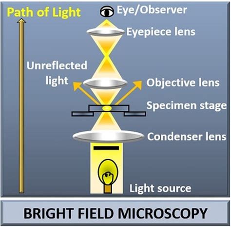 Bright Field Microscopy