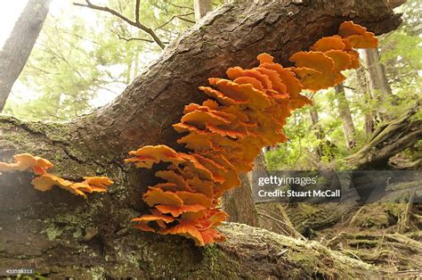 Bright Orange Fungus