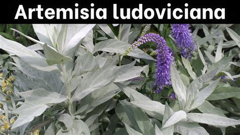Bright Tail Wormwood