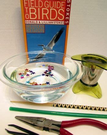 Brilliant Bird Beaks An Experiment To Understand Animal Bird Science Experiments - Bird Science Experiments