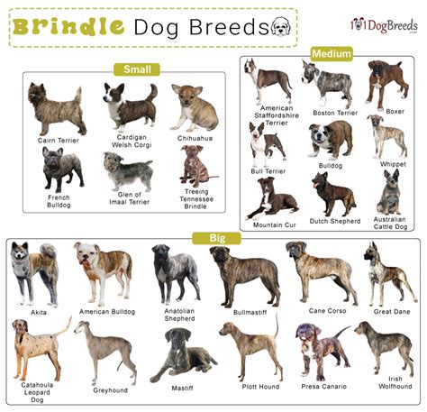 brindle colored dogs