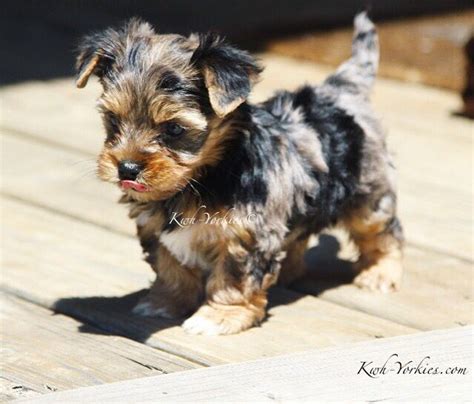 Brindle Yorkie Puppy