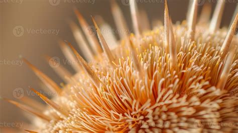 bristly | Briery Kamus SABDA Bristly Kamus SABDA Bristly