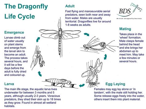 British Dragonflies Larvae Wings And Lifecycle Woodland Trust Life Cycle Of Dragonfly - Life Cycle Of Dragonfly