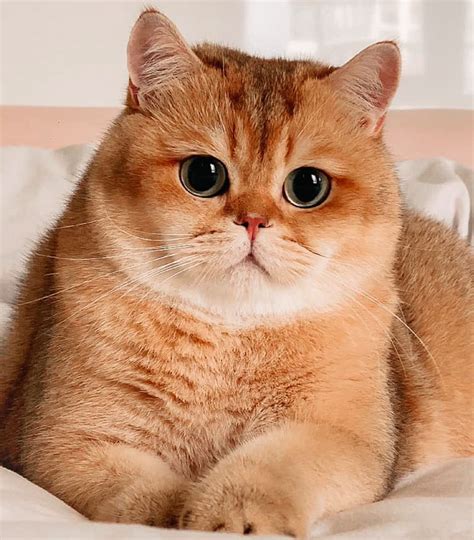 British Shorthair Cat Orange