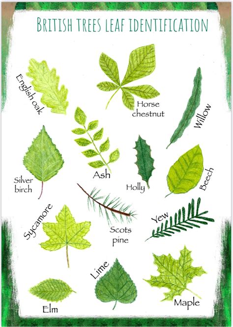 british trees leaves identification Google Search Tree leaf