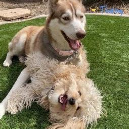 britni kitten OnlyFans leaked content