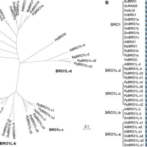 bro1 | BRO 1 Pakan Ayam Starter Terbaik 2023