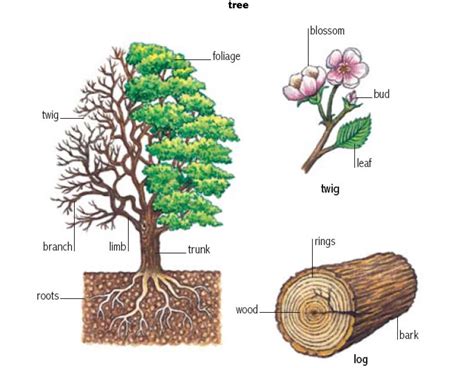 broadleaf trees definition English definition dictionary Reverso