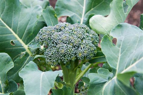 broccoli how is it grown