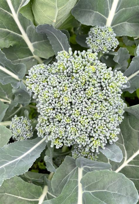broccoli odla blommor
