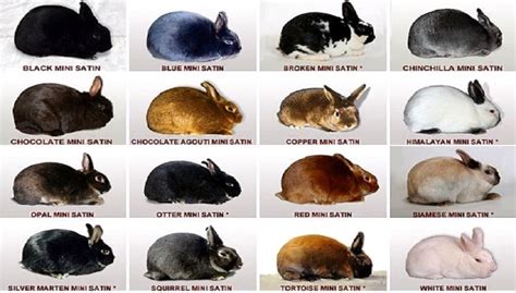 Brokenbunnys