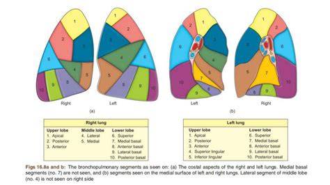 Bronchopulmonary Segments Ppt