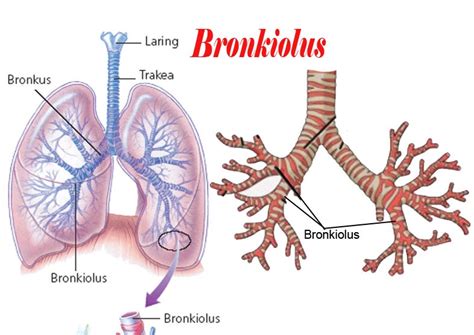 bronkiolus adalah